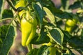 Green peppers growing in the garden Royalty Free Stock Photo