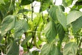 Green peppers growing in the garden Royalty Free Stock Photo