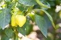 Green peppers growing in the garden . Green pepper growing in the organic farm .Peppers in a field