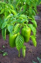 Green peppers growing in the garden Royalty Free Stock Photo