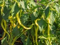Green peppers growing in a traditional garden Royalty Free Stock Photo