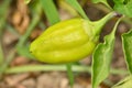 Green peppers in the vegetable garden