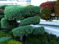 Green perfectly shaped coniferous shrubs in public park. blurry office building in the background