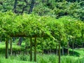 Green on pergola in japanese garden