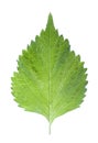 Green Perilla Leaf Isolated Royalty Free Stock Photo