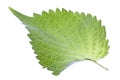Green Perilla Leaf Isolated