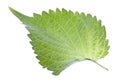 Green Perilla Leaf Isolated Royalty Free Stock Photo