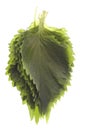 Green Perilla Leaves Isolated