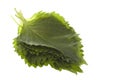 Green Perilla Leaves Isolated