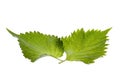 Green Perilla Leaves Isolated Royalty Free Stock Photo