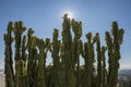 Green Peruvian Apple Cactus