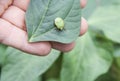 A green pest Royalty Free Stock Photo
