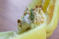 Green pest worm living and eating inside maggoty bell pepper