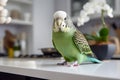 Green pet budgerigar on kitchen table Royalty Free Stock Photo