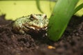Green pet frog pacmanfrog. Royalty Free Stock Photo