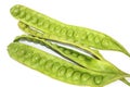 Green Petai Or Stinky Beans