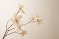 Blooming beauty spring flower nature blossom plant floral closeup white background