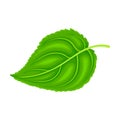 Green Petiolate Heart-shaped Sunflower Leaf with Fibers Vector Illustration Royalty Free Stock Photo