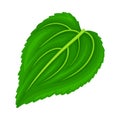 Green Petiolate Heart-shaped Sunflower Leaf with Fibers Vector Illustration