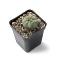 Green Peyote cactus in a pot