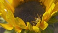 Green phasmid on large sunflower