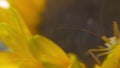 Green phasmid on sunflower head