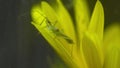 Green phasmid on yellow flower