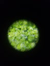 Green Photosynthesis under magnification