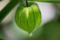 Green physalis Chinese lantern fruit Royalty Free Stock Photo