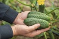 Green pickling cucumbers in hands of grower