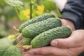 Green pickling cucumbers in hands of grower