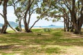 Green picnic table in shade of large trees by beach