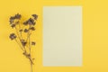 Green piece of paper on a yellowed colored backgound, dry wildflower, floral textured background, copy space Royalty Free Stock Photo