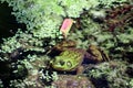 Green Pig Frog in Algae Royalty Free Stock Photo