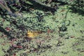 Green Pig Frog in Algae Royalty Free Stock Photo