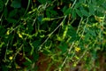 Green pigeon pea beans with leaves and flowers on plant. Green pigeon pea close view Royalty Free Stock Photo