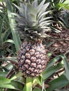 A green pinaple with a crown in a garden