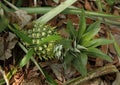 Green pinaple