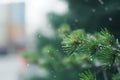 Green pine blurred branch at rainy drops. Generate Ai