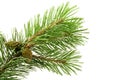 Green pine branch