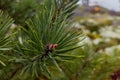 Green pine branch with buds close up