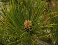 Small Pine branch close-up. crimea
