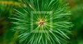 Green pine branch close up. Pine needles diverge from the center. Young forest. Green background. Royalty Free Stock Photo