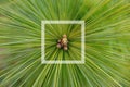 Green pine branch close up. Pine needles diverge from the center. Young forest. Green background. Royalty Free Stock Photo
