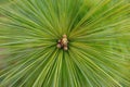 Green pine branch close up. Pine needles diverge from the center. Young forest. Green background. Royalty Free Stock Photo