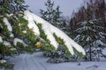 Green pine branch with cones covered with snow. Royalty Free Stock Photo