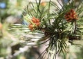 Green pine branch Royalty Free Stock Photo