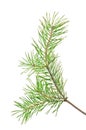 Green pine branch isolated on white