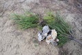 Green pine branch with large fractions of gum resin for healing tree wounds. Background Royalty Free Stock Photo