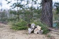 Green pine branch with large fractions of gum resin for healing tree wounds. Background